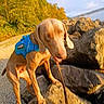 Duke is registered to the contest to win money with this photo: dog, blue_harness, rocks, outdoor, water, trees, sunlight, path, nature, pet, animal, canine, walking, leash, summer, daytime, landscape, blur, motion, scenery