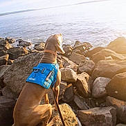 Duke is registered to the contest to win money with this photo: dog, blue_vest, rocks, water, sea, outdoor, sunlight, nature, canine, animal, collar, leash, shore, calm, brown_dog, pet, sunny, landscape, sitting, scenic