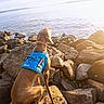 dog, blue_vest, rocks, water, sea, outdoor, sunlight, nature, canine, animal, collar, leash, shore, calm, brown_dog, pet, sunny, landscape, sitting, scenic