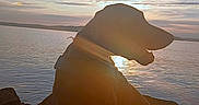 Duke joined the competition — help win amazing prizes! dog, silhouette, sunset, lake, water, rocks, sky, clouds, sunlight, nature, outdoor, animal, peaceful, serene, sunflare, evening, calm, scenic, profile, landscape