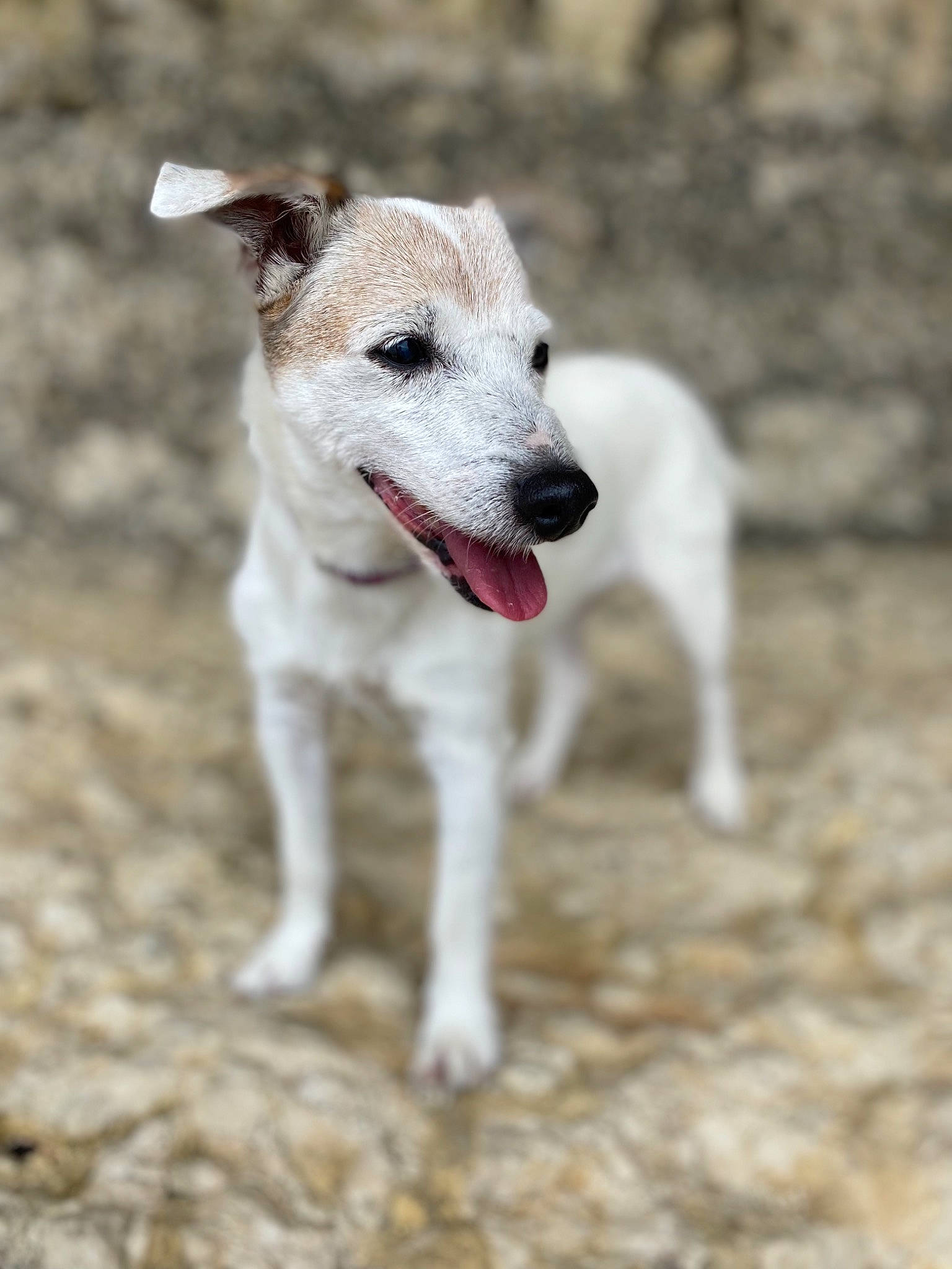 Cartoon participe au concours pour gagner de l'argent avec cette photo : canidae, carnivore, companion_dog, dog, dog_breed, fawn, hunting_dog, non_sporting_group, soil, sporting_group, street_dog, tail, terrestrial_animal, working_animal, working_dog