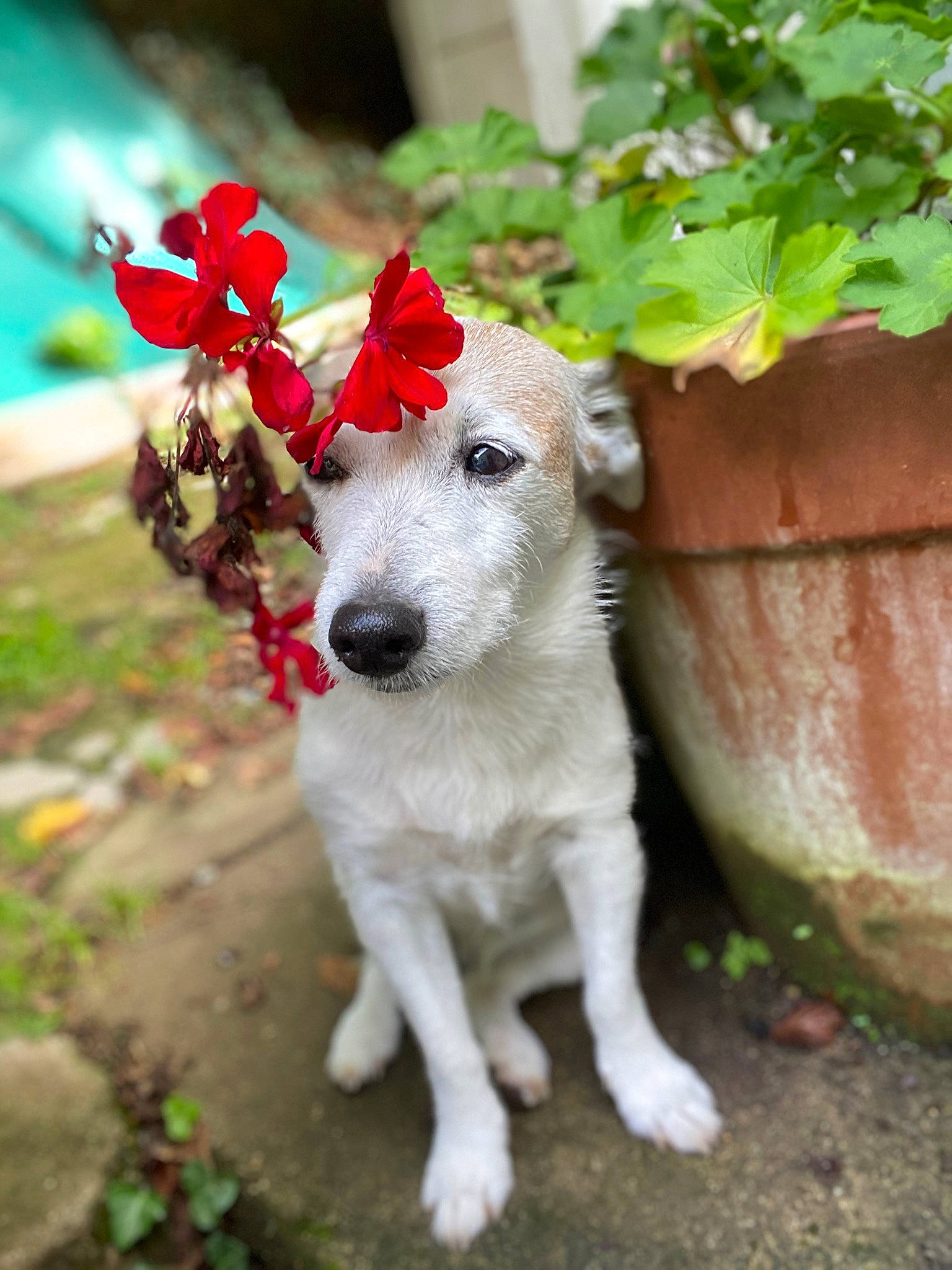 Cartoon participe au concours pour gagner de l'argent avec cette photo : annual_plant, canidae, carmine, carnivore, collar, companion_dog, dog, dog_breed, dog_supply, fawn, flowerpot, grass, groundcover, herb, plant, snout, sporting_group, tail, whiskers, working_animal