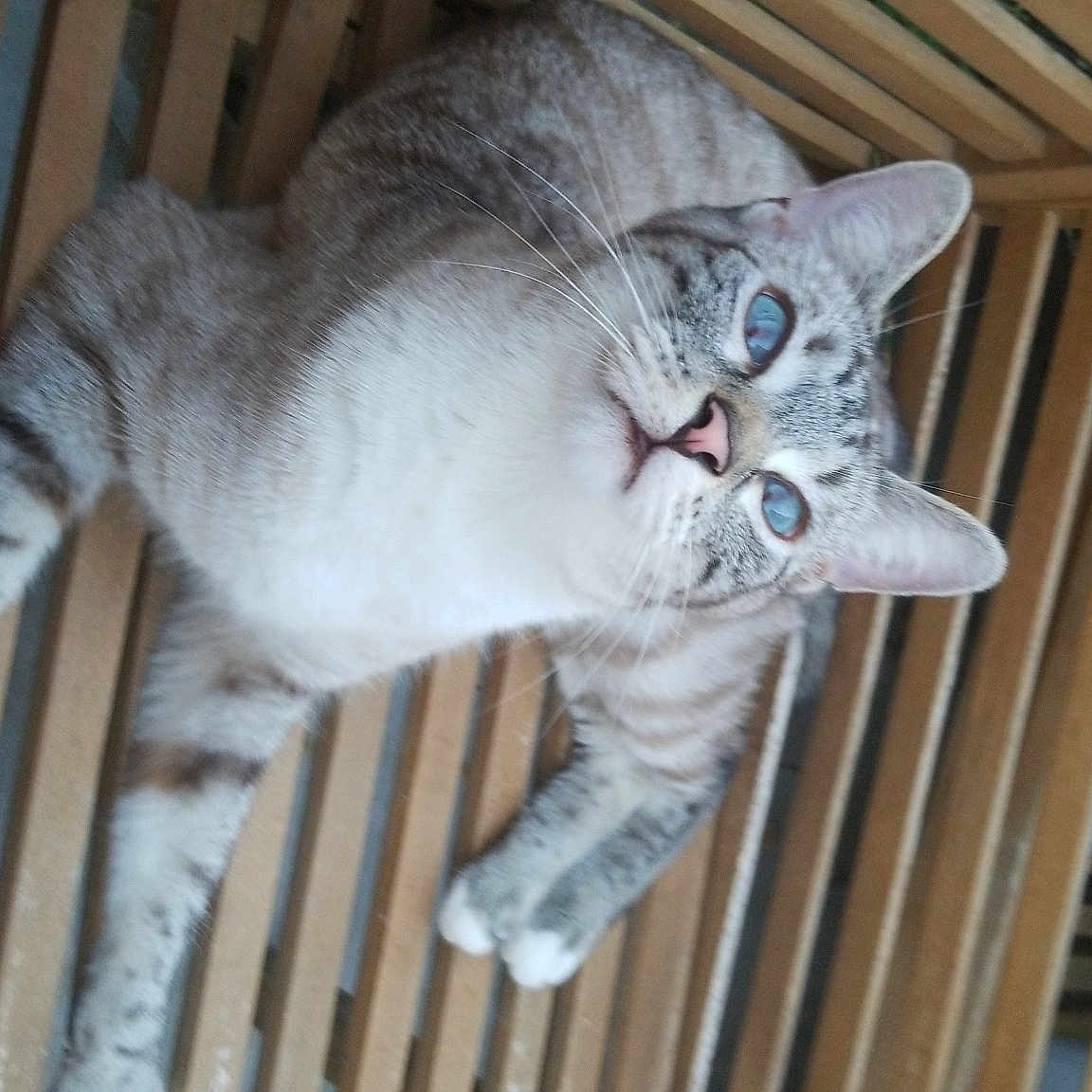 Barigo