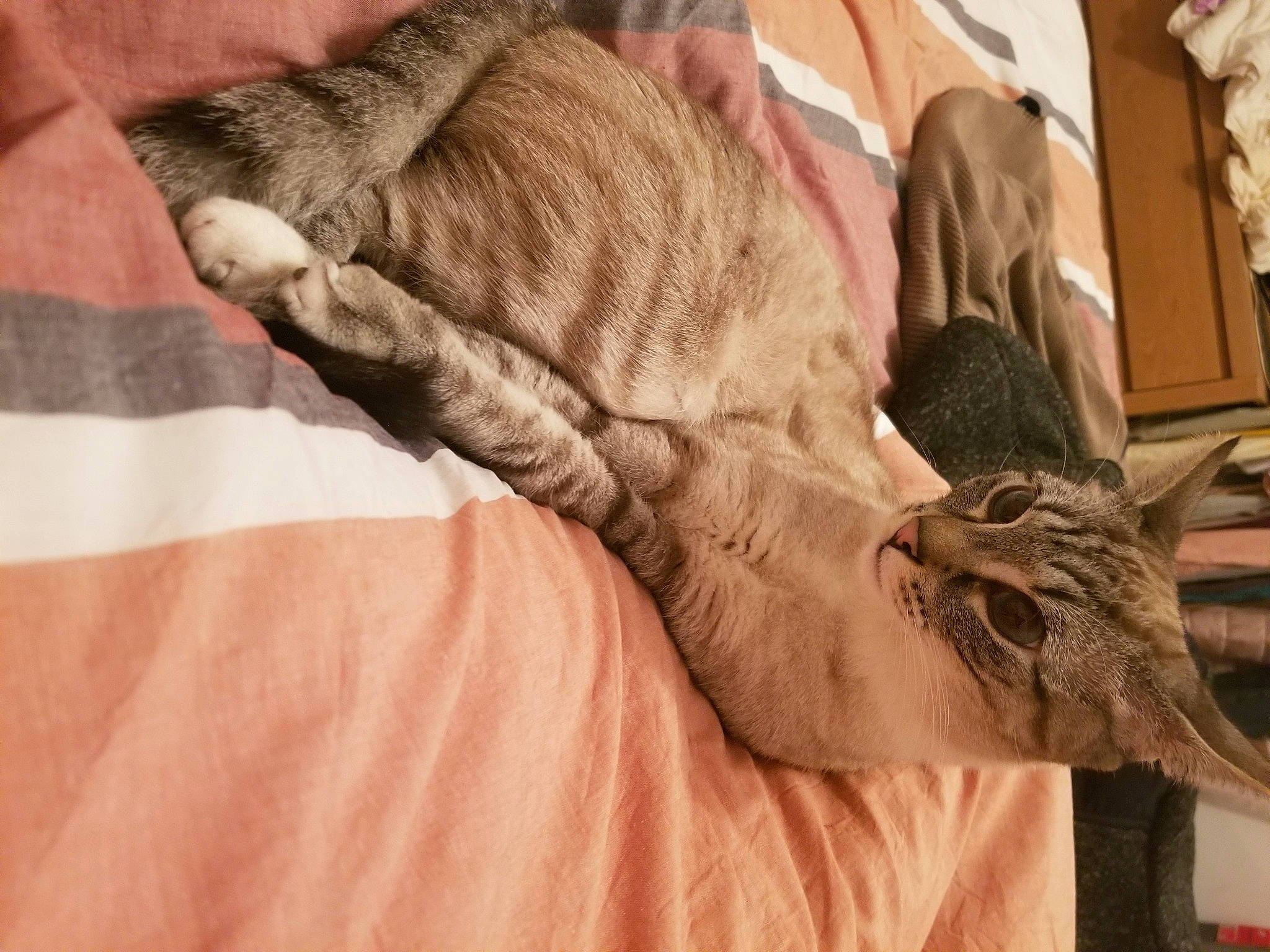 Barigo a rejoint le concours — aidez-le/la à gagner de superbes lots ! bed, bed_sheet, bedding, comfort, elbow, fashion_design, feather, felidae, flesh, flooring, fur, human_leg, linens, pattern, room, sleeve, thigh, wood, wool, wrist