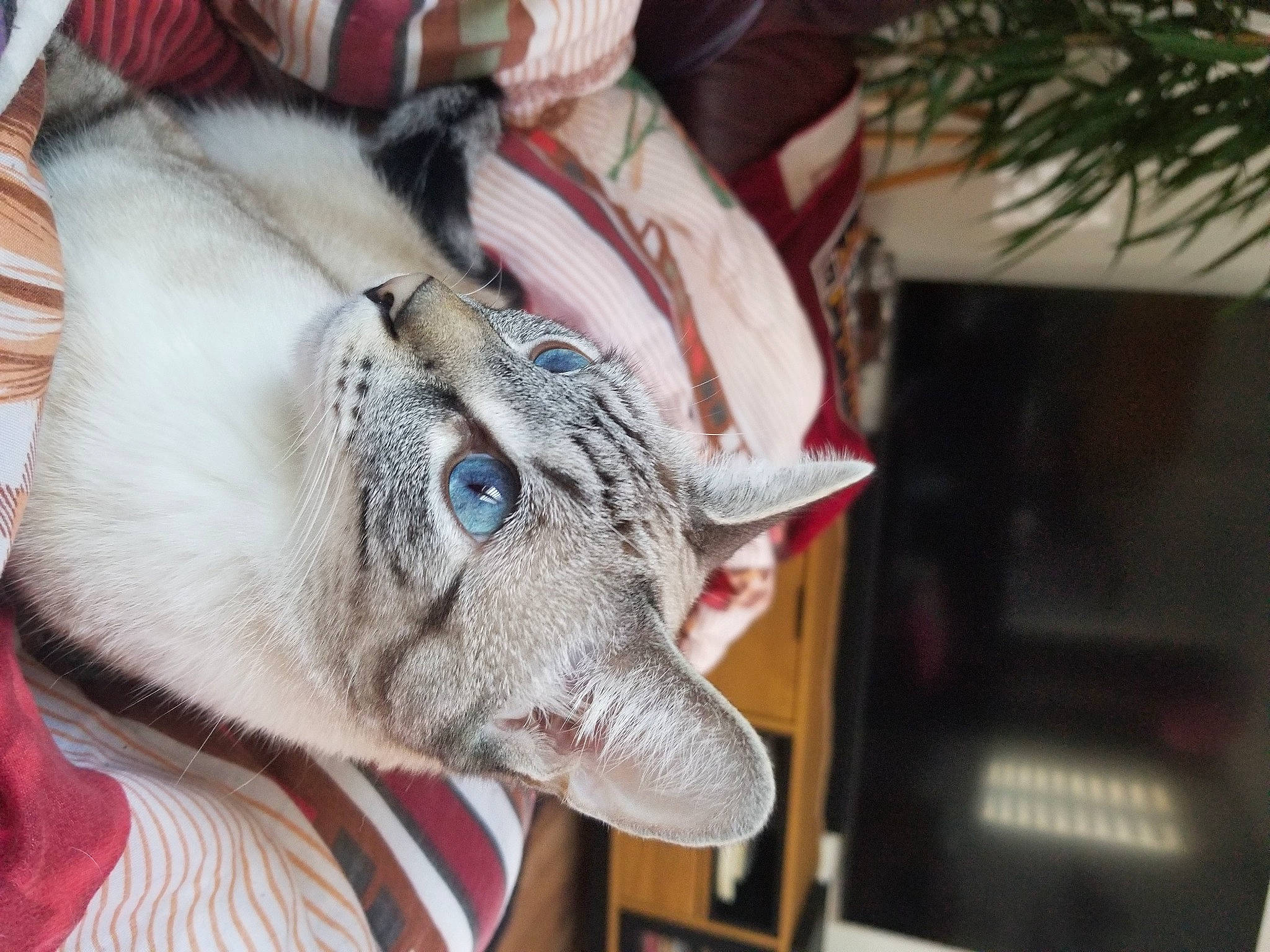 Barigo a rejoint le concours — aidez-le/la à gagner de superbes lots ! canidae, carnivore, cat, collar, dog_breed, domestic_short_haired_cat, ear, fang, fawn, felidae, fur, paw, small_to_medium_sized_cats, snout, sporting_group, tail, thai, whiskers, wildlife, working_animal