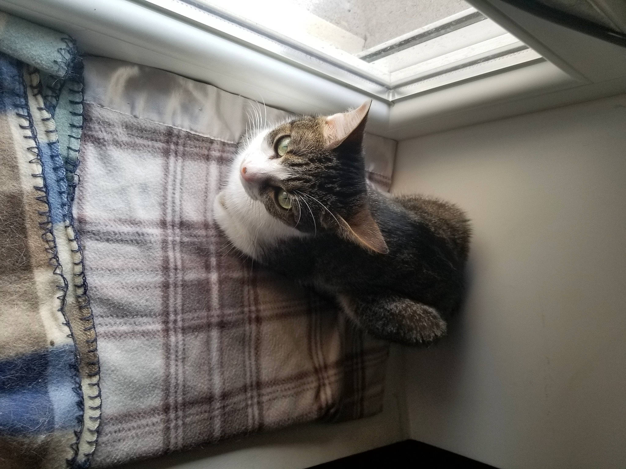 Merkala participe au concours pour gagner de l'argent avec cette photo : animal_shelter, bag, carnivore, cat, cat_supply, comfort, couch, domestic_short_haired_cat, felidae, fur, grey, linens, pet_supply, room, small_to_medium_sized_cats, snout, tail, whiskers, window, wood