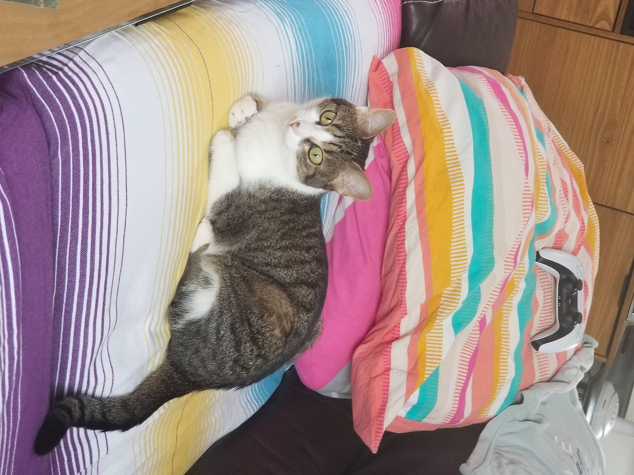 Merkala a rejoint le concours — aidez-le/la à gagner de superbes lots ! carnivore, cat, cat_supply, comfort, companion_dog, couch, domestic_short_haired_cat, fawn, felidae, fur, linens, mammal, nap, pet_supply, room, small_to_medium_sized_cats, tail, textile, whiskers, wood