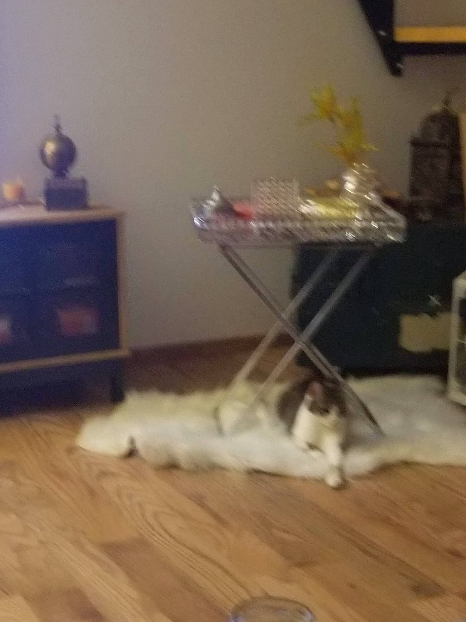 Merkala participe au concours pour gagner de l'argent avec cette photo : canidae, carnivore, cat, companion_dog, dog_breed, felidae, floor, flooring, fur, grey, hardwood, laminate_flooring, living_room, small_to_medium_sized_cats, sporting_group, tail, whiskers, wood, wood_flooring, wood_stain