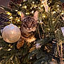 cat, tabby_cat, christmas_tree, ornament, pine_cone, fairy_lights, holiday, decorations, indoor, pet, curious, animal, tree_branch, greenery, festive, cute, feline, whiskers, eyes, closeup