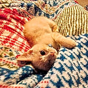 Odin is registered to the contest to win money with this photo: kitten, cat, orange_cat, pet, cute, animal, feline, collar, blanket, patterned_blanket, cozy, lying_down, indoor, soft, fur, small, young, resting, cute_pet, eyes