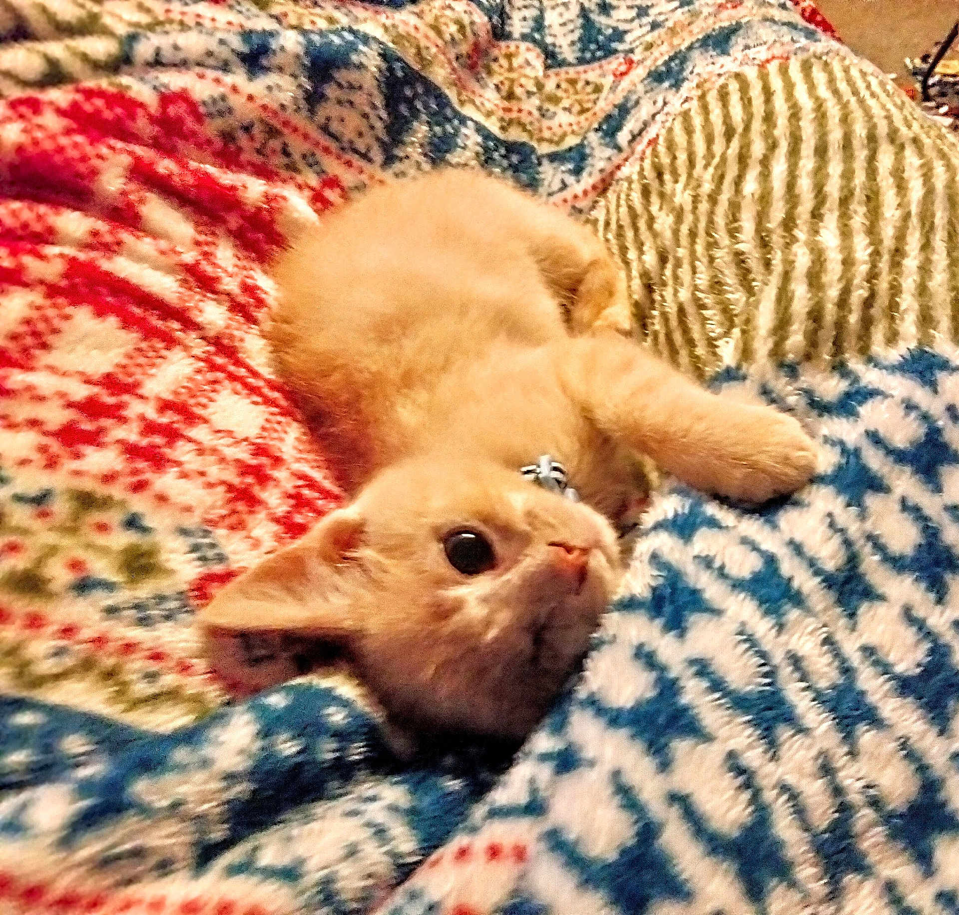 Odin is registered to the contest to win money with this photo: kitten, cat, orange_cat, pet, cute, animal, feline, collar, blanket, patterned_blanket, cozy, lying_down, indoor, soft, fur, small, young, resting, cute_pet, eyes