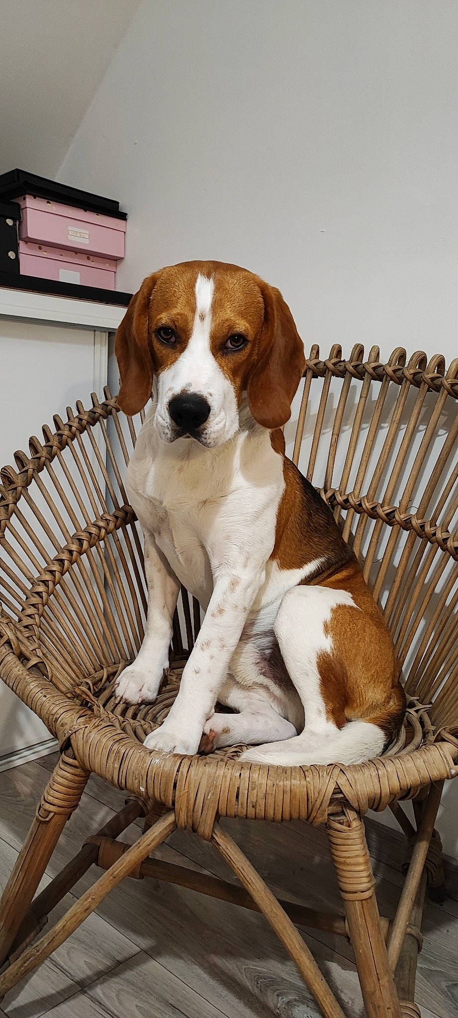 Tales participe au concours pour gagner de l'argent avec cette photo : canidae, carnivore, collar, comfort, companion_dog, dog, dog_breed, dog_supply, fawn, gun_dog, hound, liver, pet_supply, scent_hound, snout, sporting_group, tail, terrestrial_animal, wood, working_animal