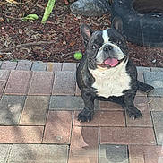 Bruno joined the competition — help win amazing prizes! dog, french_bulldog, tongue_out, sitting, patio, paving_stones, backyard, tire, tennis_ball, mulch, plants, smiling, pet, animal, outdoor, playful, happy, cute, canine, garden