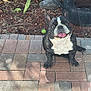 dog, french_bulldog, tongue_out, sitting, patio, paving_stones, backyard, tire, tennis_ball, mulch, plants, smiling, pet, animal, outdoor, playful, happy, cute, canine, garden