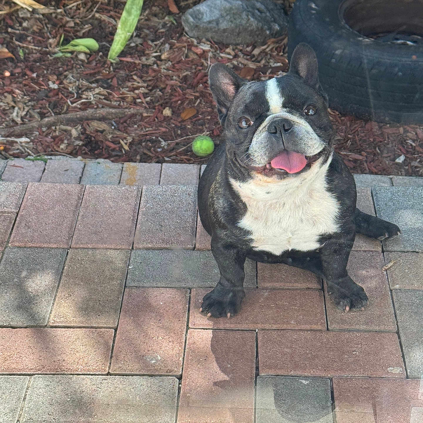 Bruno joined the competition — help win amazing prizes! animal, backyard, canine, cute, dog, french_bulldog, garden, happy, mulch, outdoor, patio, paving_stones, pet, plants, playful, sitting, smiling, tennis_ball, tire, tongue_out