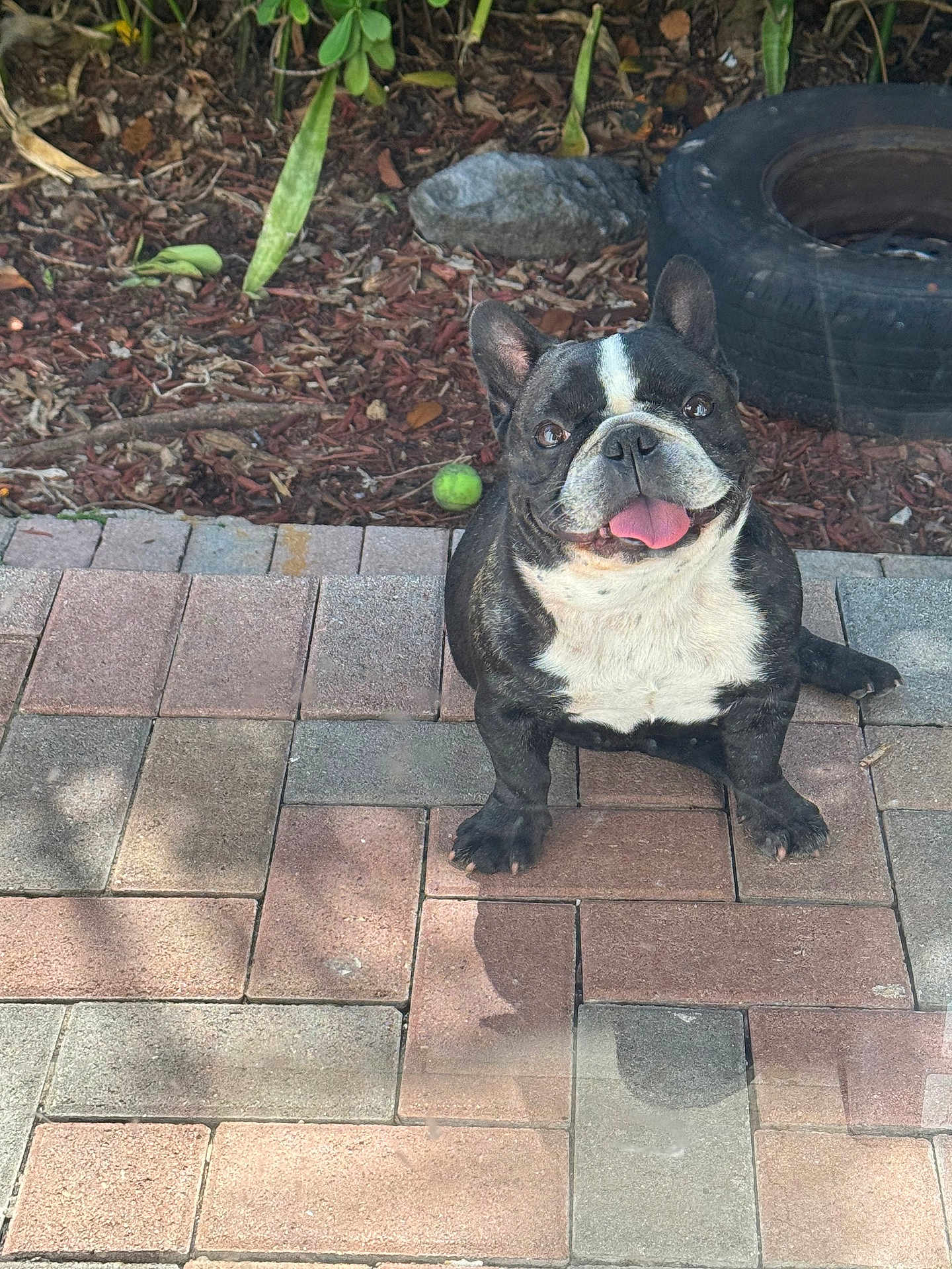 Bruno joined the competition — help win amazing prizes! dog, french_bulldog, tongue_out, sitting, patio, paving_stones, backyard, tire, tennis_ball, mulch, plants, smiling, pet, animal, outdoor, playful, happy, cute, canine, garden