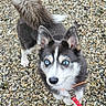 dog, puppy, husky, blue_eyes, fluffy, black_and_white, curled_tail, pet, leash, collar, outdoor, gravel, rocky_ground, animal, canine, portrait, looking_up, close_up, fur, cute