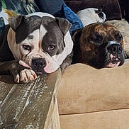 Piggy is registered to the contest to win money with this photo: dog, bulldog, mixed_breed, couch, living_room, wooden_table, paw, snout, face, sleepy, resting, pillow, blanket, fur, brindle, white_and_gray, companionship, close_up, pet, indoor