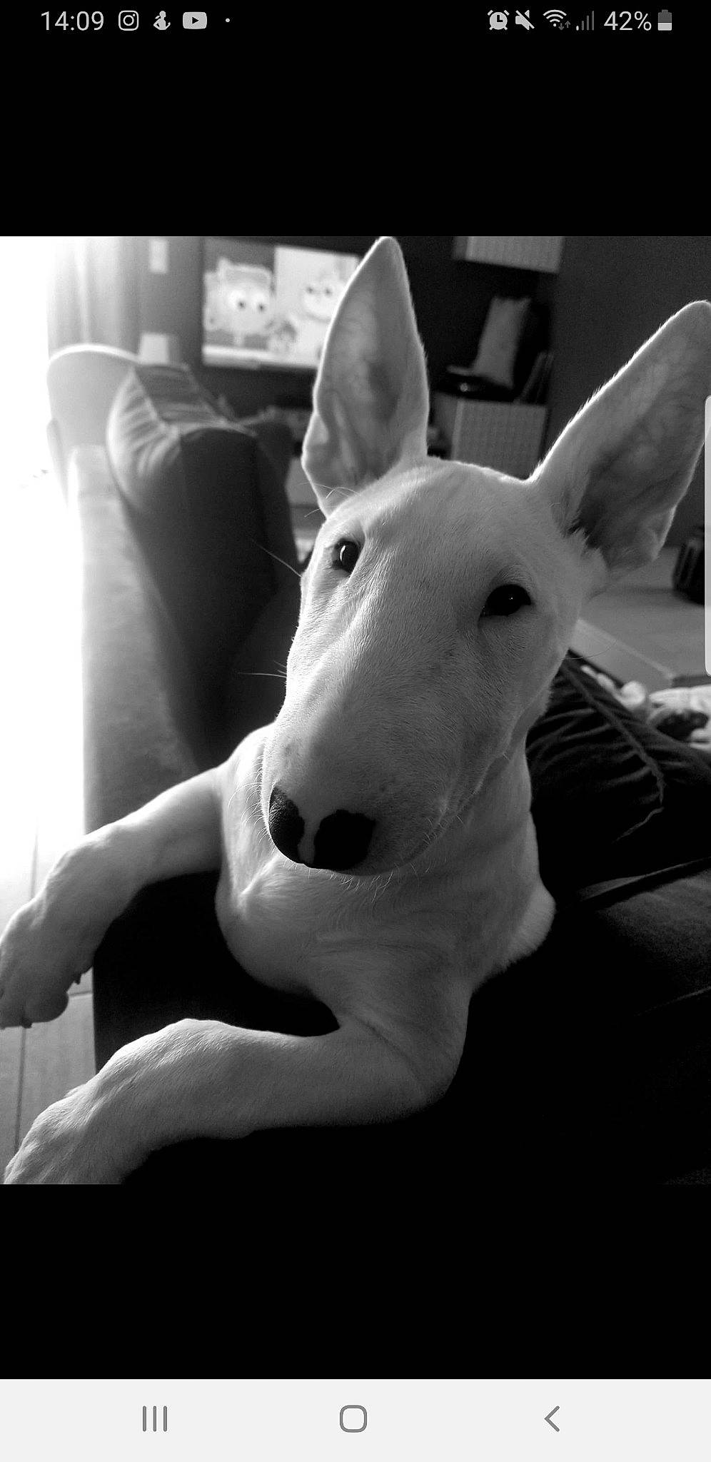 Serge participe au concours pour gagner de l'argent avec cette photo : black_and_white, bull_terrier_miniature, canidae, comfort, companion_dog, dog, dog_breed, ear, fawn, fur, happy, monochrome, monochrome_photography, non_sporting_group, old_english_terrier, snout, style, terrestrial_animal, whiskers, working_animal