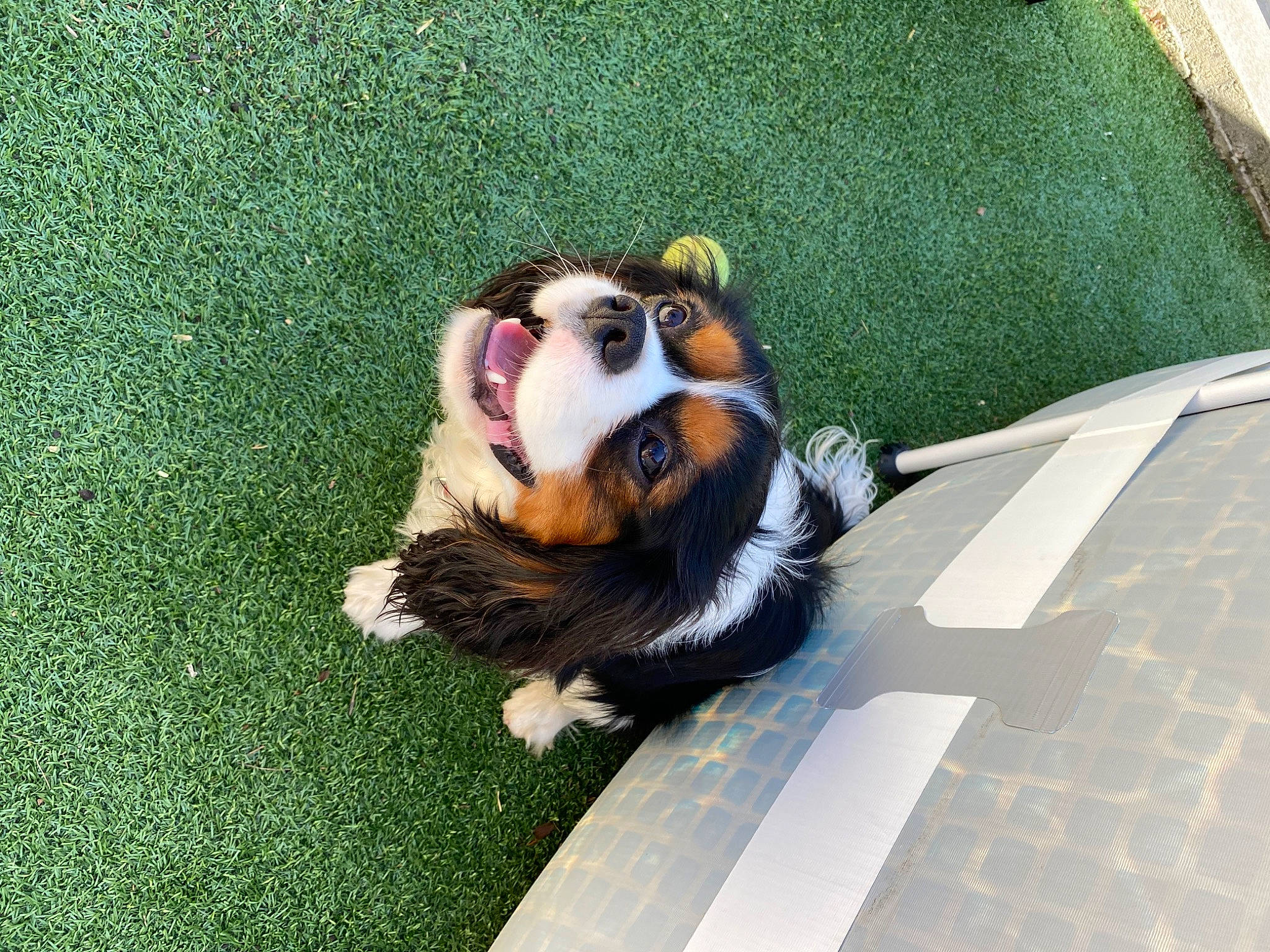 Pookie a rejoint le concours — aidez-le/la à gagner de superbes lots ! australian_shepherd, bernese_mountain_dog, canidae, carnivore, companion_dog, dog, dog_breed, entlebucher_mountain_dog, grass, guinea_pig, mammal, puppy, shetland_sheepdog, vertebrate, working_dog