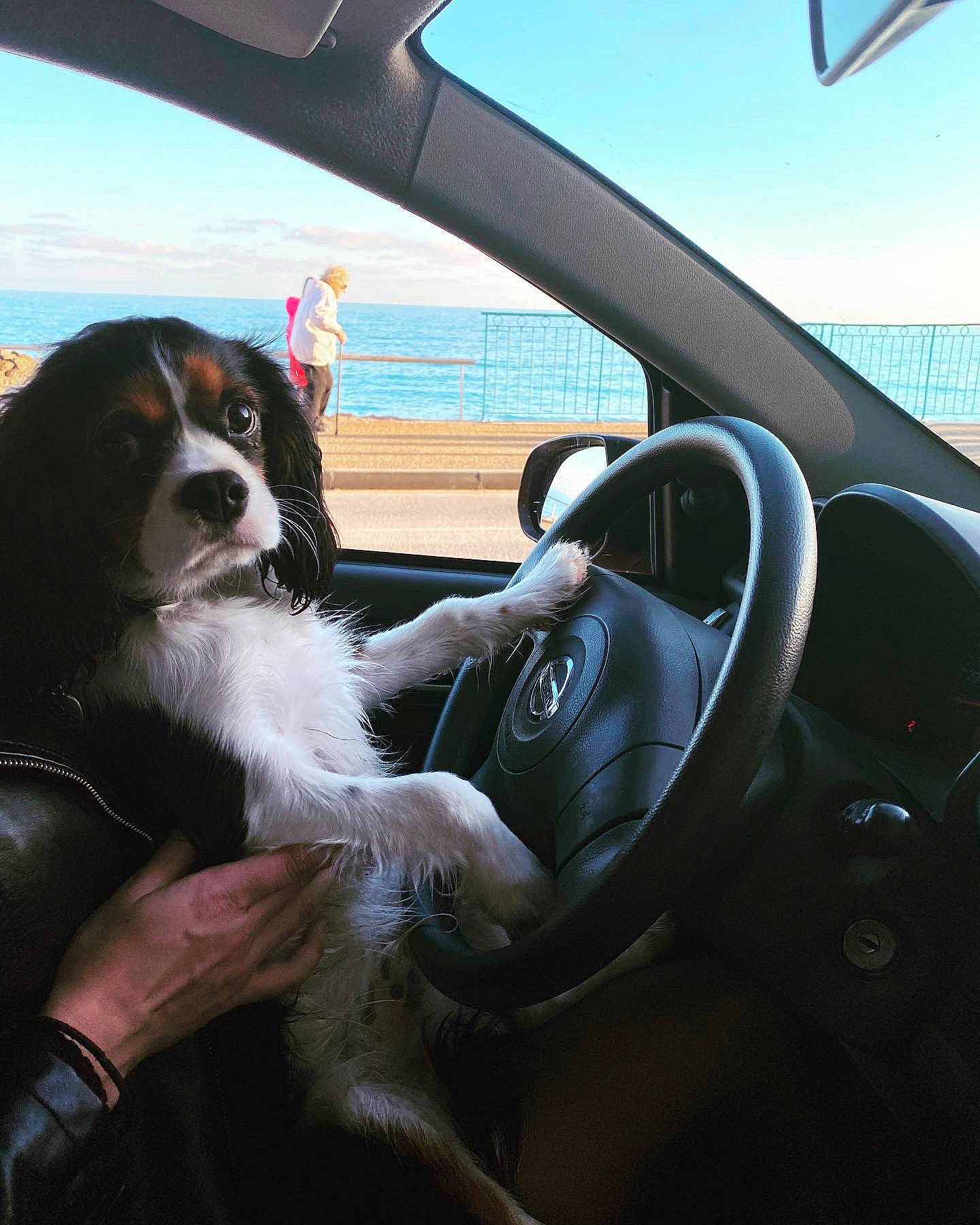 Pookie a rejoint le concours — aidez-le/la à gagner de superbes lots ! auto_part, automotive_window_part, bernese_mountain_dog, canidae, car, carnivore, cavalier_king_charles_spaniel, companion_dog, dog, dog_breed, driving, king_charles_spaniel, spaniel, sporting_group, steering_wheel, vehicle, vehicle_door
