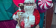 Diamond joined the competition — help win amazing prizes! santa_claus, dog, pet, holiday, christmas, costume, red_velvet, white_fur, glasses, beard, balloons, banner, logo, festive, indoor, bench, celebration, person, pet_smart, puppy