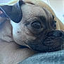 Diamond joined the competition — help win amazing prizes! dog, pug, close_up, blanket, cozy, indoor, pet, animal, face, fur, snout, ears, resting, cute, portrait, mammal, whiskers, expression, relaxation, soft