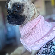 Diamond joined the competition — help win amazing prizes! animal, blurred_background, close_up, companion, cozy, curious_expression, cute, dog, domestic_animal, furry, indoor, knitwear, pet, pink_sweater, portrait, pug, side_view, small_dog, soft_light, warm_clothing