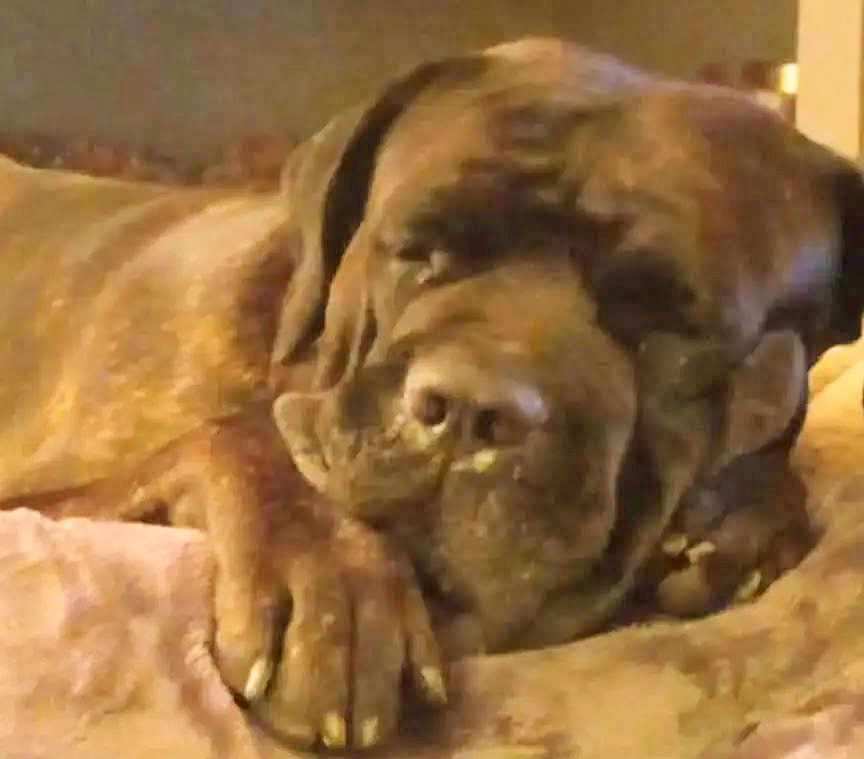 Enzo