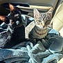 cat, kitten, black_cat, tabby_cat, blanket, car_seat, sunlight, indoor, pets, furry, cute, animal, cozy, looking, ears, whiskers, fur, resting, closeup, two_animals