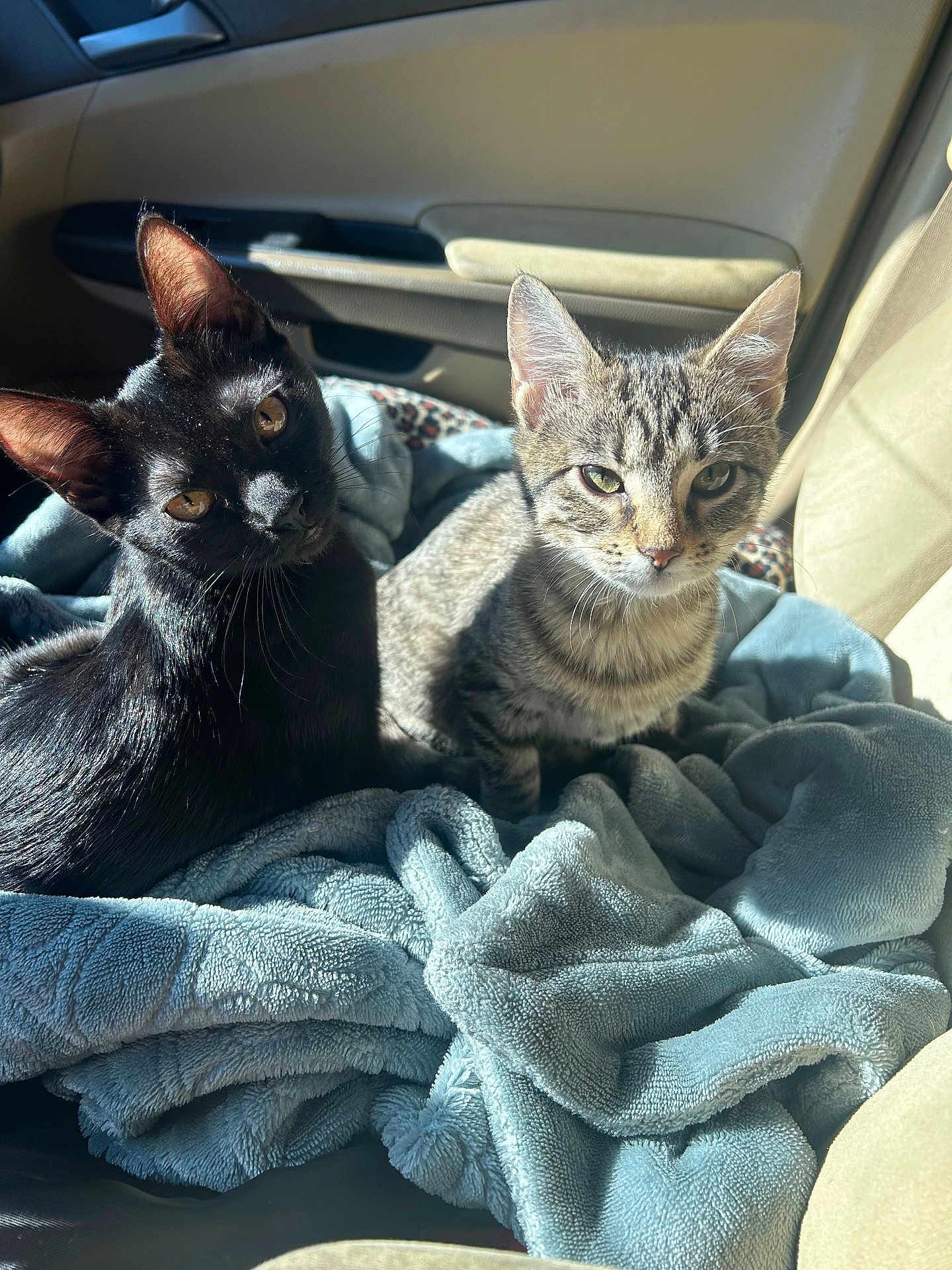 Raven And Lily joined the competition — help win amazing prizes! cat, kitten, black_cat, tabby_cat, blanket, car_seat, sunlight, indoor, pets, furry, cute, animal, cozy, looking, ears, whiskers, fur, resting, closeup, two_animals