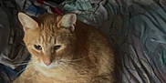 Garfield joined the competition — help win amazing prizes! cat, orange_tabby, pet, animal, bed, blanket, feline, resting, indoor, cozy, fur, whiskers, ears, tail, sleepy, relaxed, comfort, domestic, mammal, cute