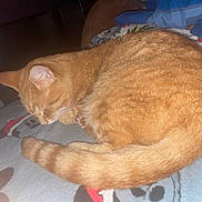 Garfield is registered to the contest to win money with this photo: cat, orange_cat, sleeping, curled_up, tabby, feline, pet, cozy, blanket, indoor, resting, cute, fur, tail, animal, domestic_animal, mammal, whiskers, relaxing, bed