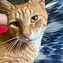 Garfield joined the competition — help win amazing prizes! cat, ginger_cat, close_up, green_eyes, whiskers, pet, animal, feline, indoor, blanket, patterned, cozy, relaxed, fur, cute, looking, portrait, domestic_cat, face, resting