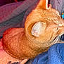 Garfield joined the competition — help win amazing prizes! cat, orange_tabby, close_up, feline, pet, cozy, blanket, fur, sleeping, whiskers, ear, indoors, comfort, relaxation, warm_lighting, soft_texture, domestic_animal, animal, mammal, resting
