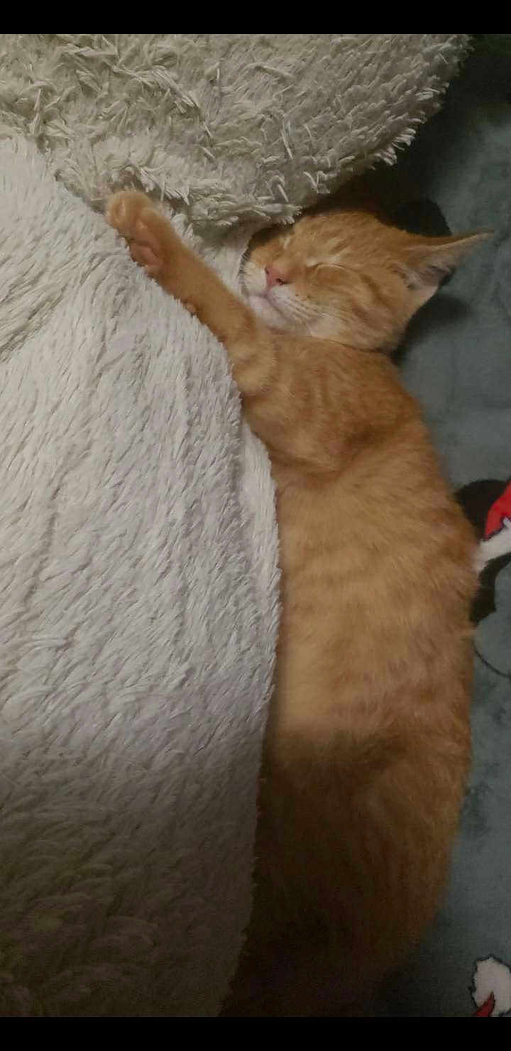 Garfield is registered to the contest to win money with this photo: cat, kitten, sleeping, orange_tabby, fluffy_blanket, cozy, soft_texture, resting, cute, pet, indoor, animal, fur, relaxed, paw, closed_eyes, comfort, warm, domestic, sleep