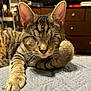 Patches is registered to the contest to win money with this photo: cat, tabby, pet, sleeping, paw, whiskers, indoor, feline, relaxed, quilt, brown, striped, closeup, animal, fur, cute, resting, domestic, cozy, face