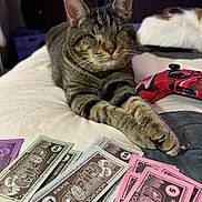 Patches is registered to the contest to win money with this photo: cat, tabby_cat, monopoly_money, board_game, game_controller, bed, paws, sleeping_cat, indoor, furniture, relaxing, pet, animal, striped, closeup, domestic_cat, cute, cozy, playing, resting