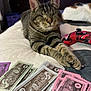 animal, bed, board_game, cat, closeup, cozy, cute, domestic_cat, furniture, game_controller, indoor, monopoly_money, paws, pet, playing, relaxing, resting, sleeping_cat, striped, tabby_cat