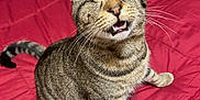 Patches is registered to the contest to win money with this photo: cat, tabby, pet, feline, whiskers, sitting, blanket, red, striped, animal, cute, indoor, fur, tail, mouth_open, ears, cozy, comfort, resting, domestic_animal