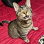 animal, blanket, cat, comfort, cozy, cute, domestic_animal, ears, feline, fur, indoor, mouth_open, pet, red, resting, sitting, striped, tabby, tail, whiskers