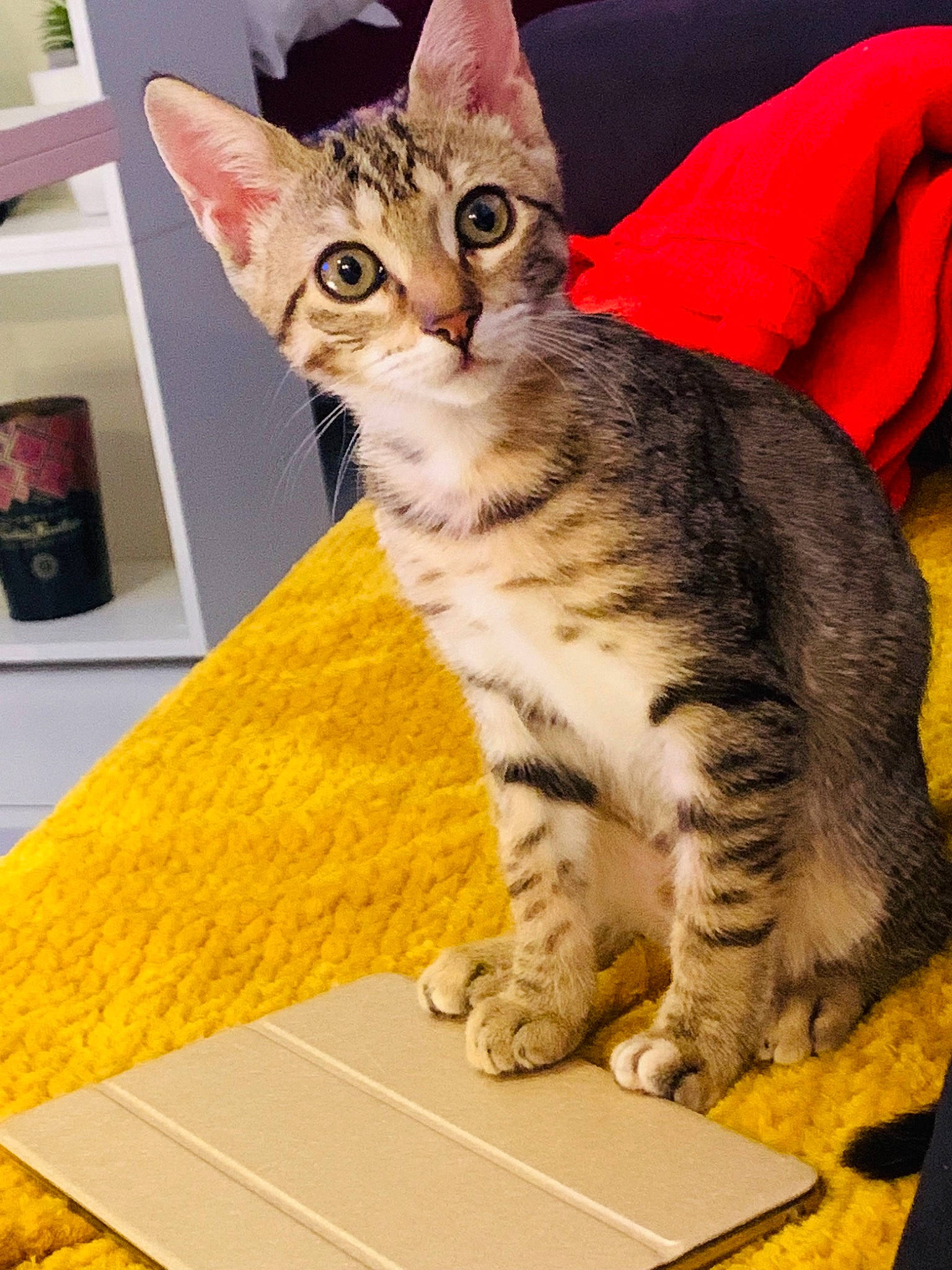 Phoebe a rejoint le concours — aidez-le/la à gagner de superbes lots ! box, carnivore, cat, claw, comfort, domestic_short_haired_cat, felidae, flooring, fur, paw, shelf, shelving, sitting, small_to_medium_sized_cats, snout, whiskers