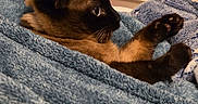 Luna is registered to the contest to win money with this photo: bed, bedroom, blanket, blue_blanket, blue_eyes, cat, close_up, cozy, drawer, dresser, fur, furniture, indoor, lying_down, paw, pet, portrait, relaxed, siamese_cat, whiskers