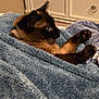 cat, siamese_cat, blue_blanket, blanket, bed, indoor, dresser, drawer, paw, whiskers, blue_eyes, cozy, pet, portrait, lying_down, fur, close_up, relaxed, bedroom, furniture