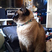 Luna is registered to the contest to win money with this photo: cat, siamese_cat, pet, suitcase, luggage, indoor, living_room, poster, harry_potter, television, tv, collar, fur, side_profile, sitting, table, electronics, shelf, home, curiosity