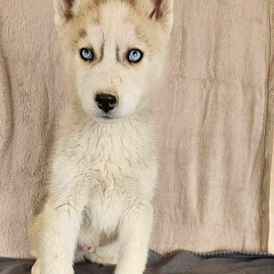 Croc-Blanc a rejoint le concours — aidez-le/la à gagner de superbes lots ! animal, canine, coyote, dog, eskimodog, fox, husky, kitfox, pet, puppy, snout, whitedog, wolf