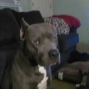 Rebel joined the competition — help win amazing prizes! dog, indoor, couch, black_and_white, pet, animal, living_room, pillow, blanket, furniture, canine, domestic_animal, seated, ears, snout, wall, flag, home, carpet, door