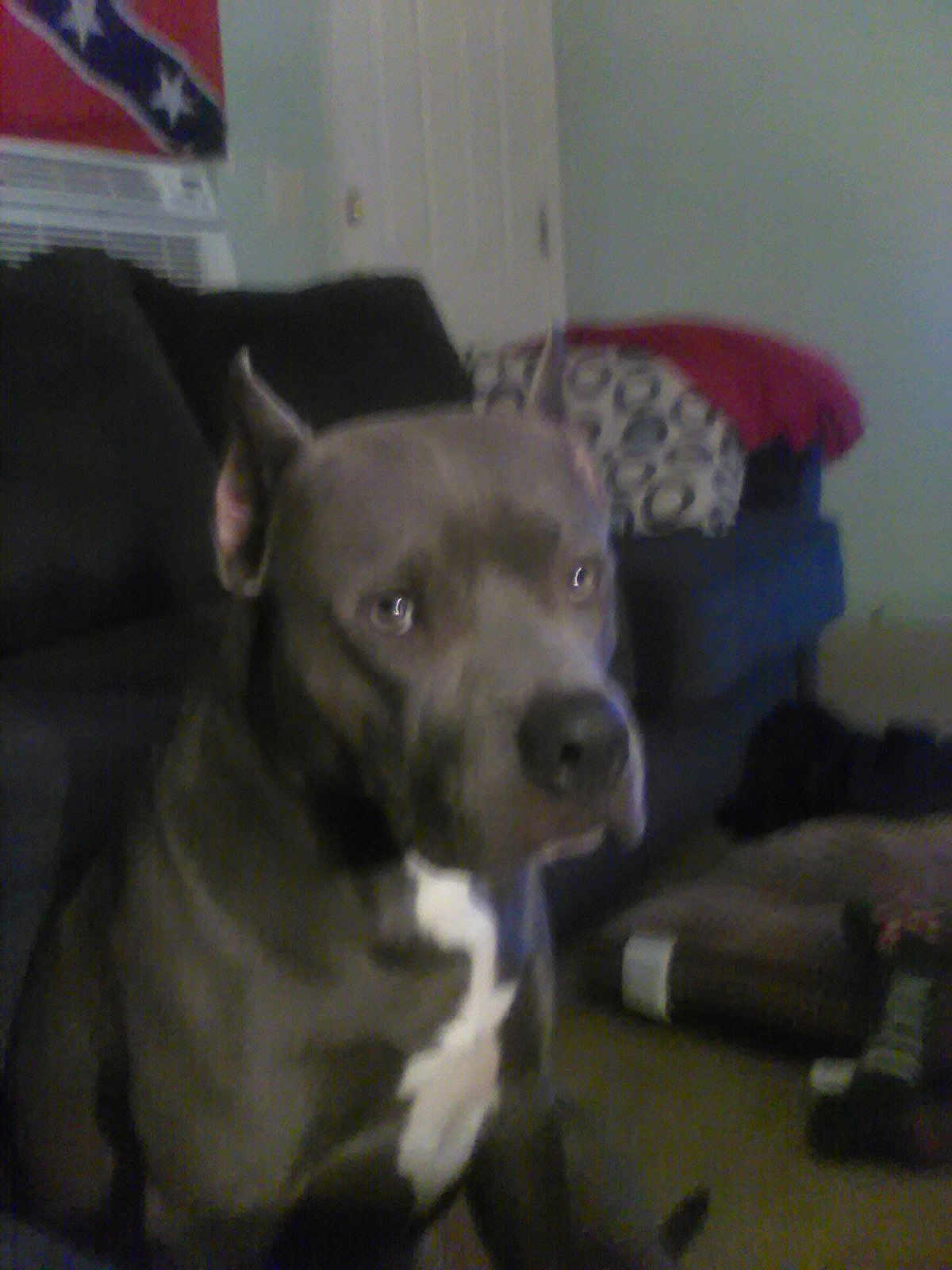 Rebel joined the competition — help win amazing prizes! dog, indoor, couch, black_and_white, pet, animal, living_room, pillow, blanket, furniture, canine, domestic_animal, seated, ears, snout, wall, flag, home, carpet, door