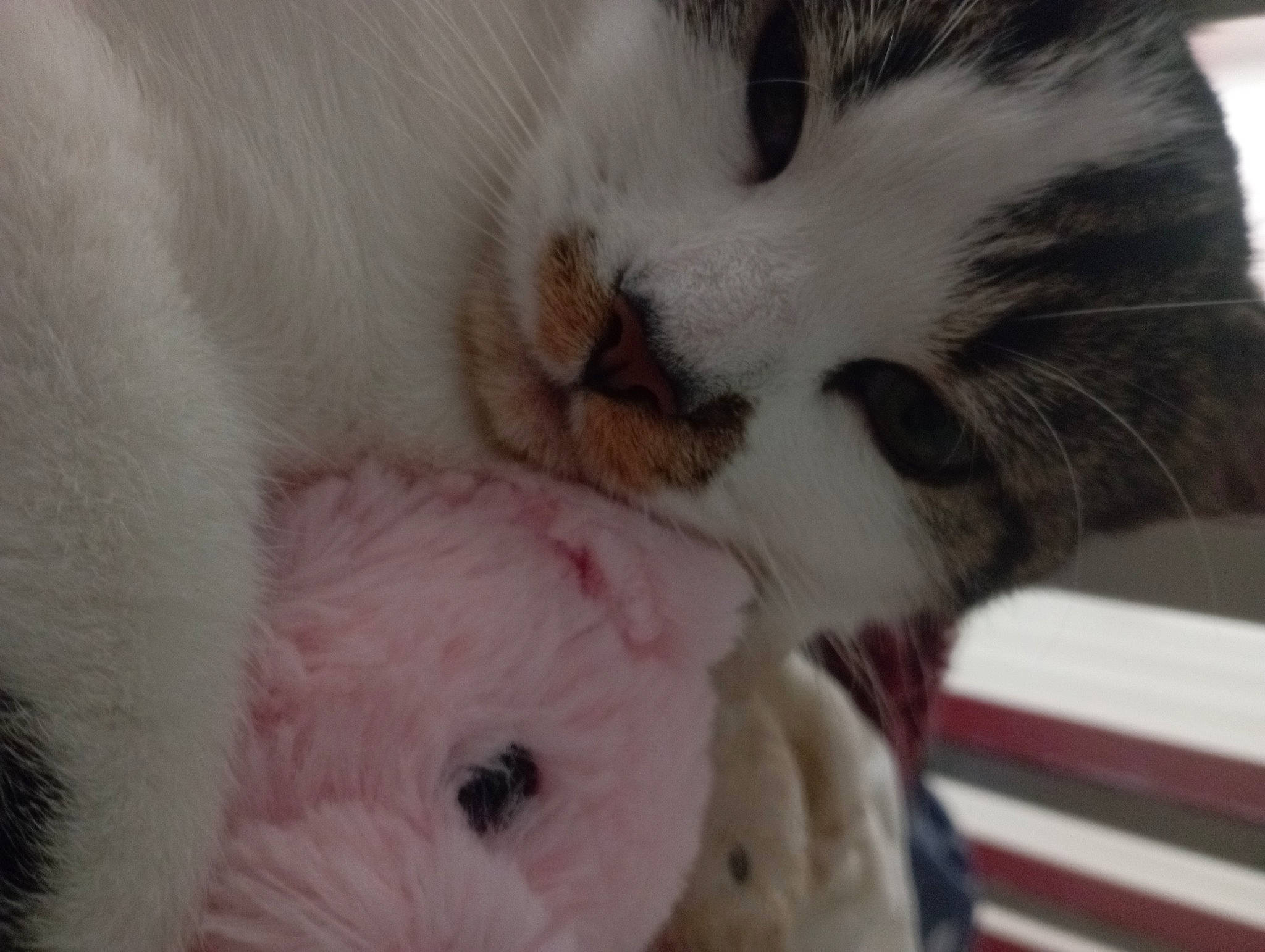 Satie a rejoint le concours — aidez-le/la à gagner de superbes lots ! carnivore, cat, claw, comfort, domestic_short_haired_cat, ear, eyelash, fawn, felidae, fur, nap, nose, paw, sleep, small_to_medium_sized_cats, snout, stuffed_toy, tail, toy, whiskers