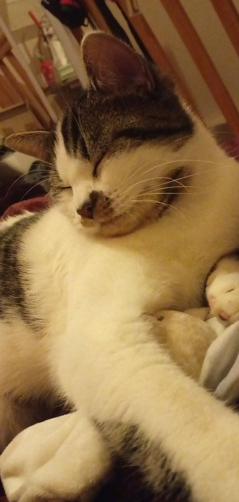 Satie participe au concours pour gagner de l'argent avec cette photo : carnivore, cat, claw, comfort, domestic_short_haired_cat, ear, eye, fawn, felidae, fur, head, nap, paw, small_to_medium_sized_cats, snout, tail, whiskers, window